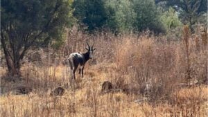Blesbuck