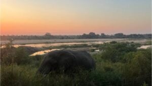 Elephant-1